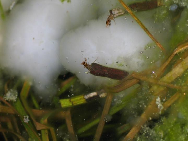 Caddisfly larvae feeding on a spotted salamander egg mass. Caddisfly larvae feeding on a spotted salamander egg mass. Credit: Karl Kleiner